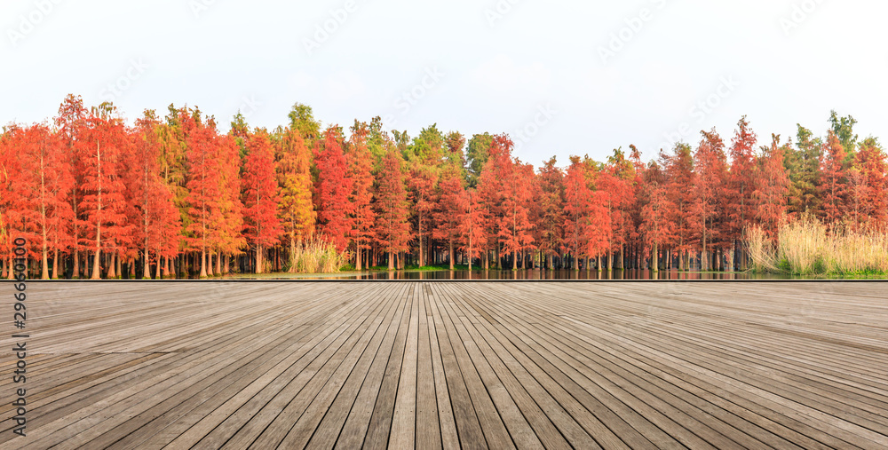 空旷的木板广场，秋天美丽的五彩森林
