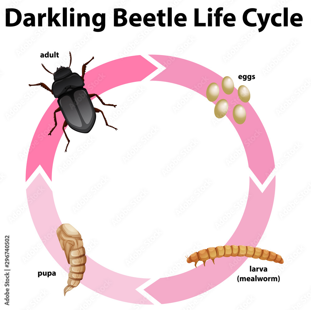 暗甲虫生命周期图