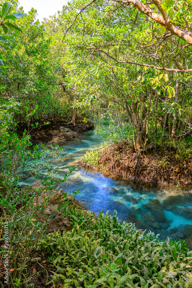 Mangrove and crystal clear water stream canal at Tha Pom Klong Song Nam mangrove wetland, Krabi, Tha