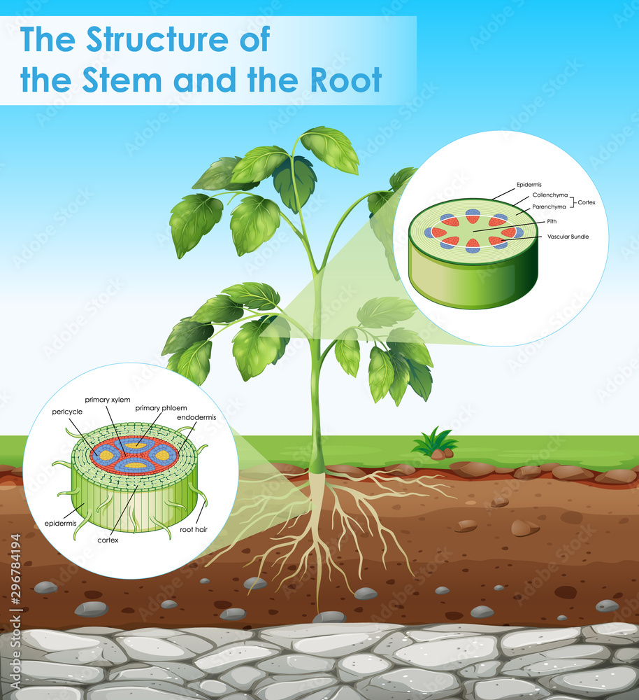 茎和根结构示意图