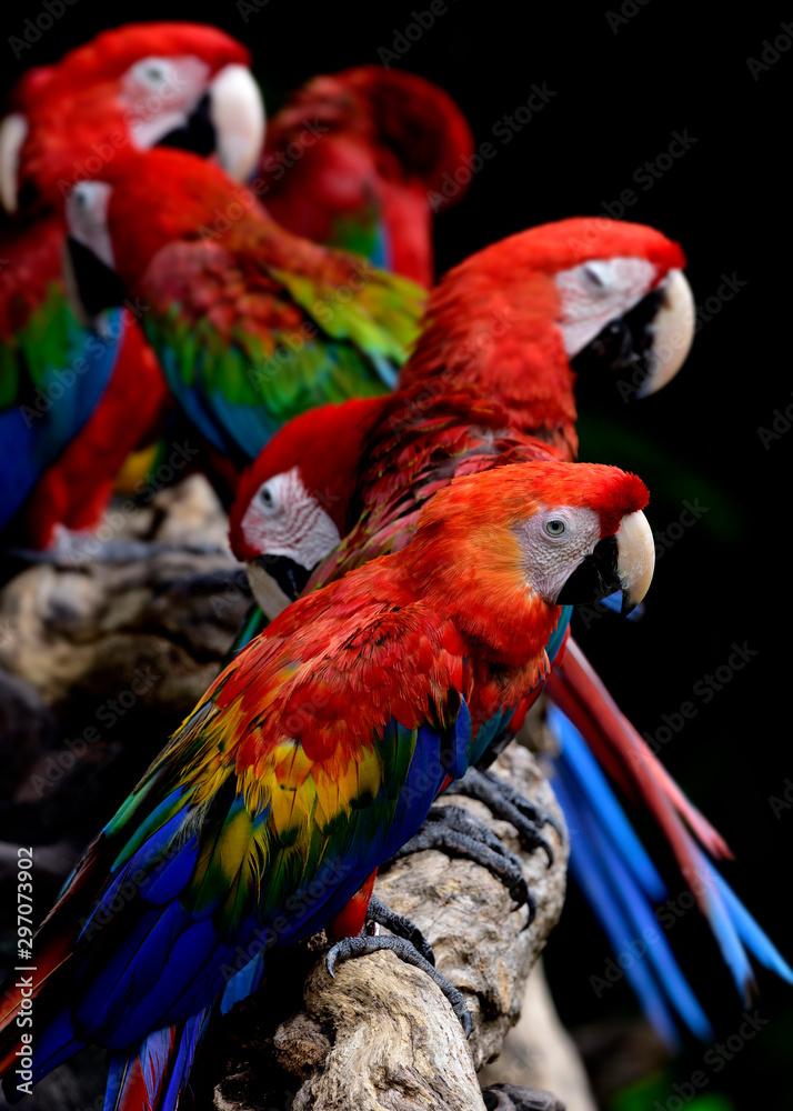 迷人的猩红金刚鹦鹉，鲜红色，黄色和蓝色羽毛，栖息在绿翅金刚鹦鹉中间
