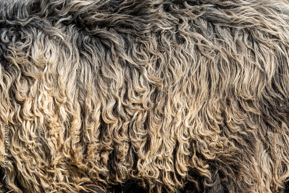 White shaggy fur texture background. Dark wool