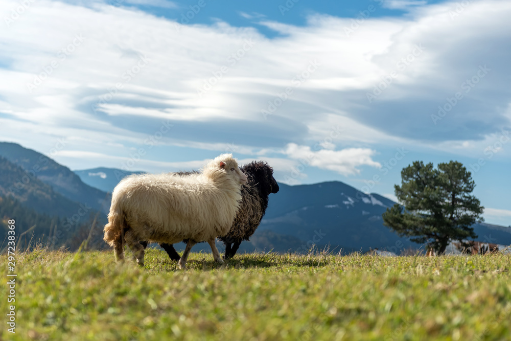 山上牧场上的绵羊