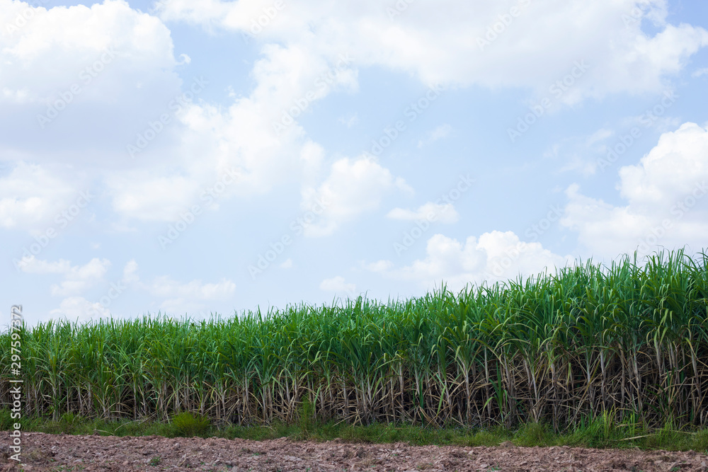 甘蔗田间农场，美丽的天空背景，甘蔗植物生长，日落和甘蔗