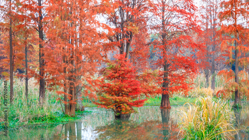 美丽的彩色森林和水在自然公园的倒影，秋天的风景。