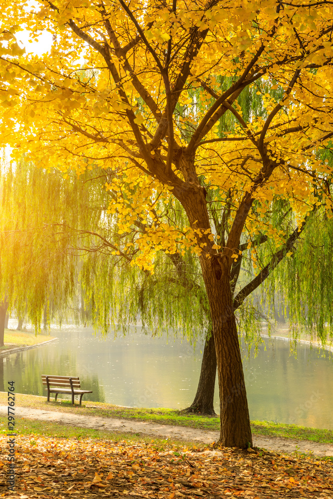 自然公园里美丽的黄色银杏树，秋天的风景。