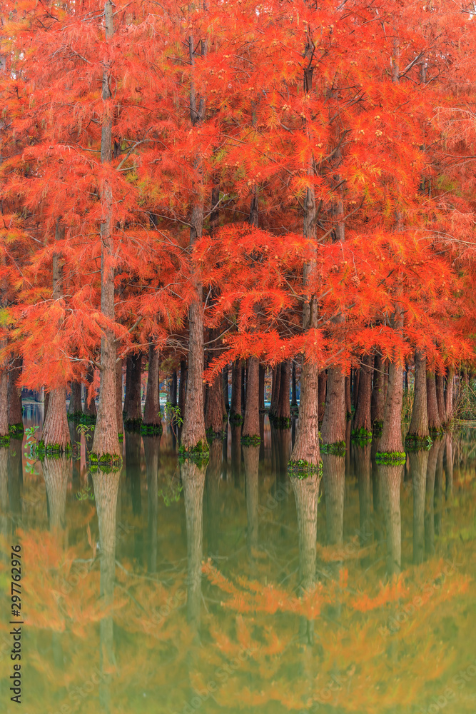 美丽的彩色森林和自然公园里的倒影，秋天的风景。