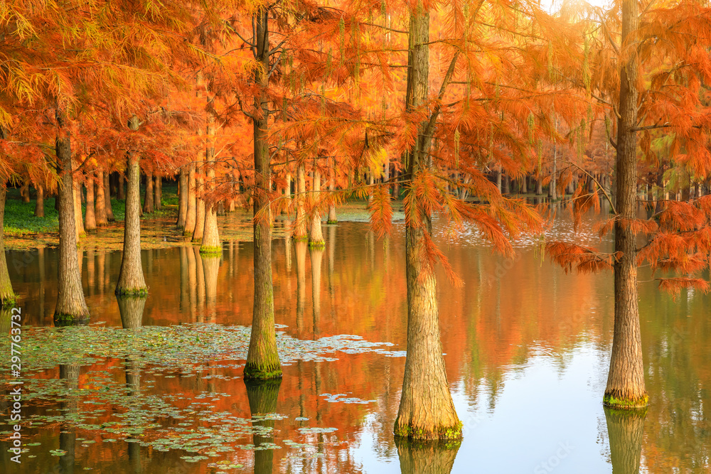 美丽的彩色森林和水在自然公园的倒影，秋天的风景。