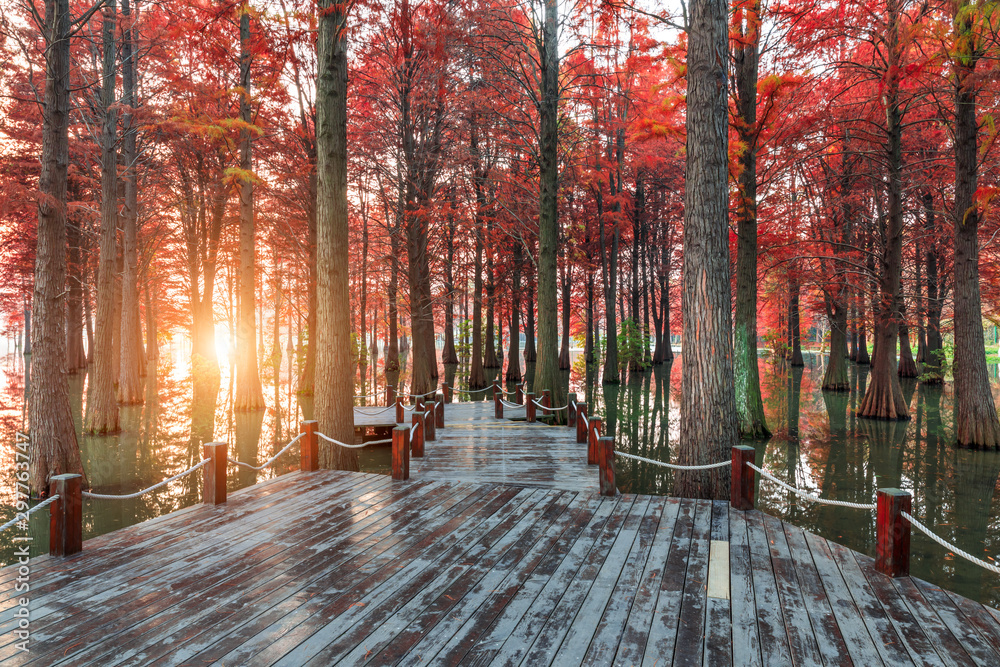美丽的彩色森林和自然公园的木制平台，秋天的风景。