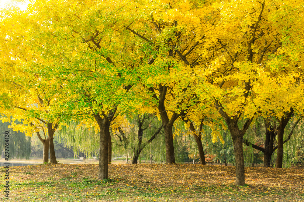 美丽的黄色银杏树在自然公园，秋天的风景。