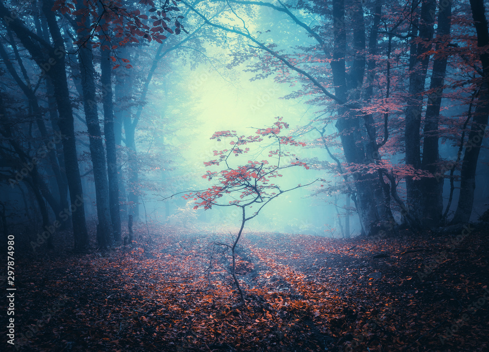 秋天蓝雾中美丽的小树。神秘森林的彩色景观。迷人的树木