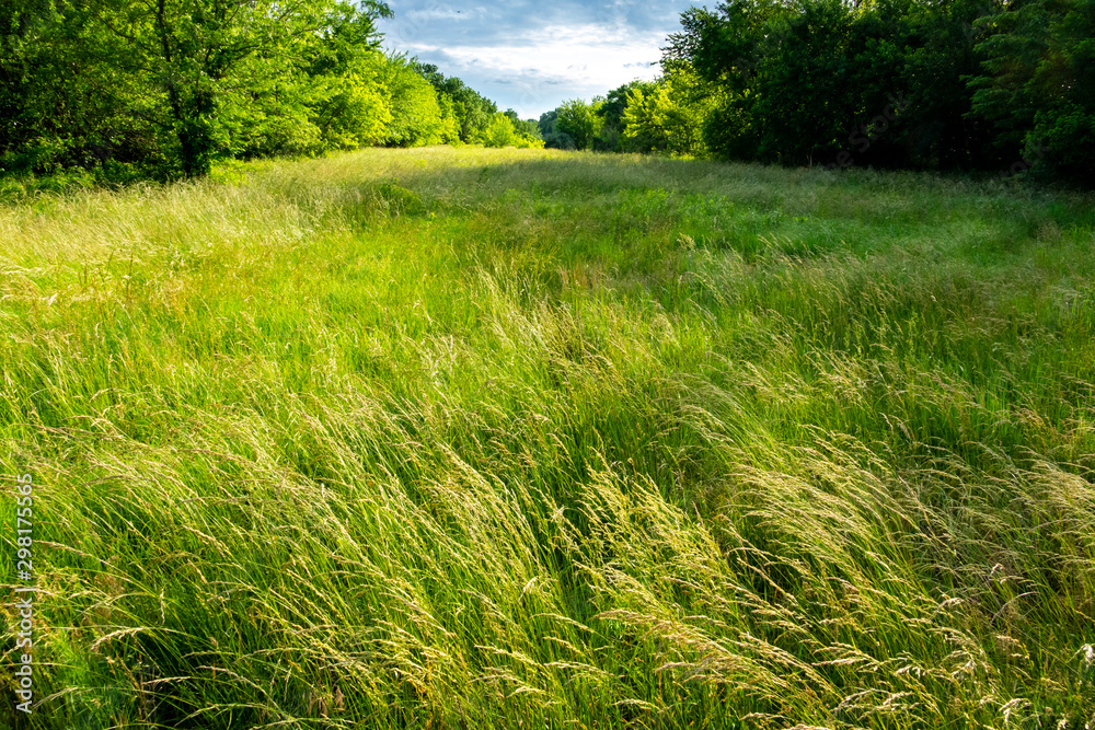 这片美丽的草原上长满了高大的蓝茎草，绿树成荫，风景如画