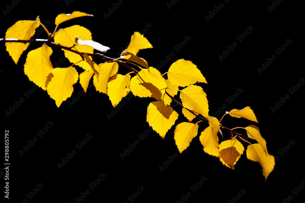 黑色背景下的秋黄色树叶