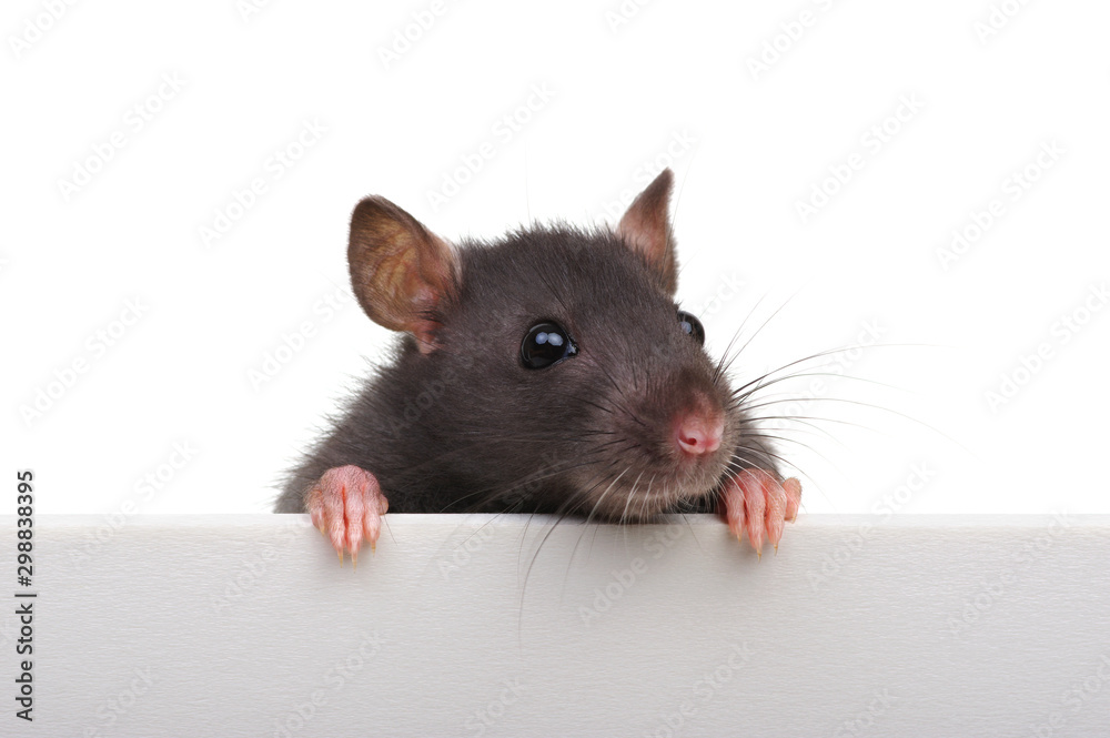 Rat closeup on a white background