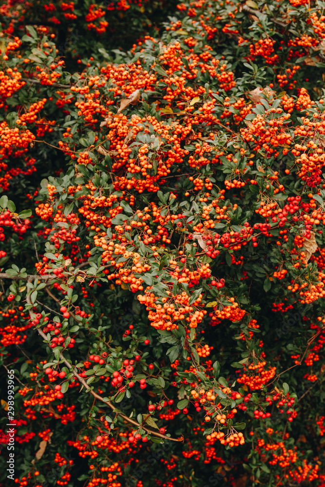 红色的多汁火棘植物浆果。火棘球虫。秋天的常青茂密灌木