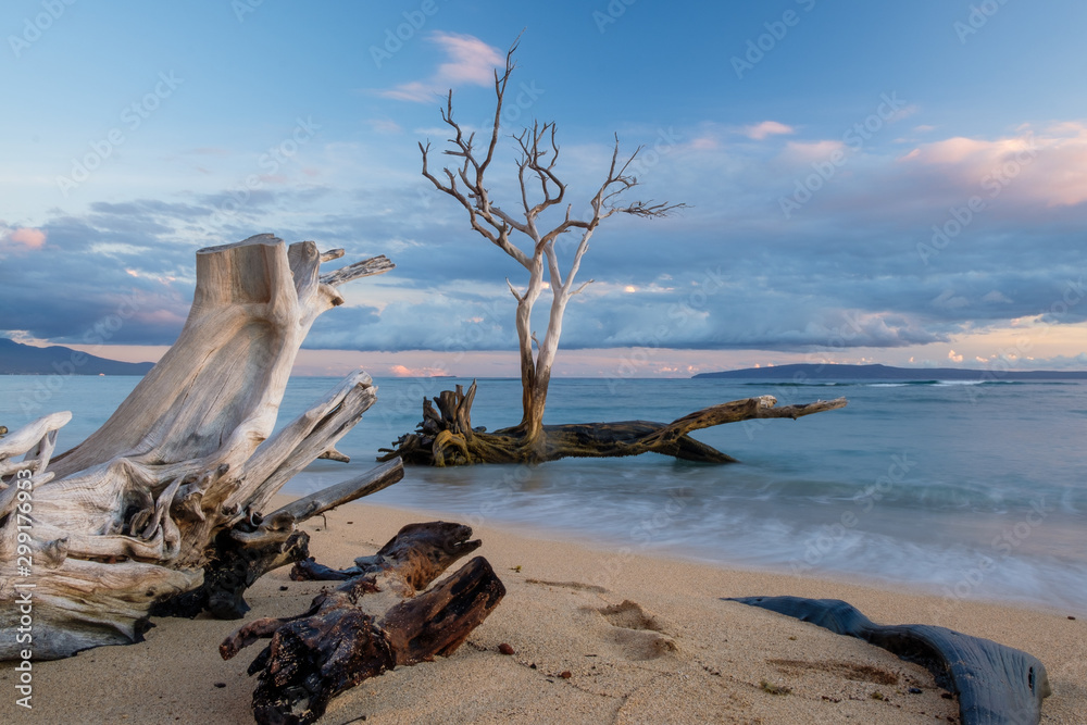 风景如画的毛伊岛海滩，有浮木和一棵枯树