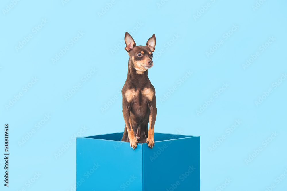 彩色背景盒子里的可爱玩具小狗