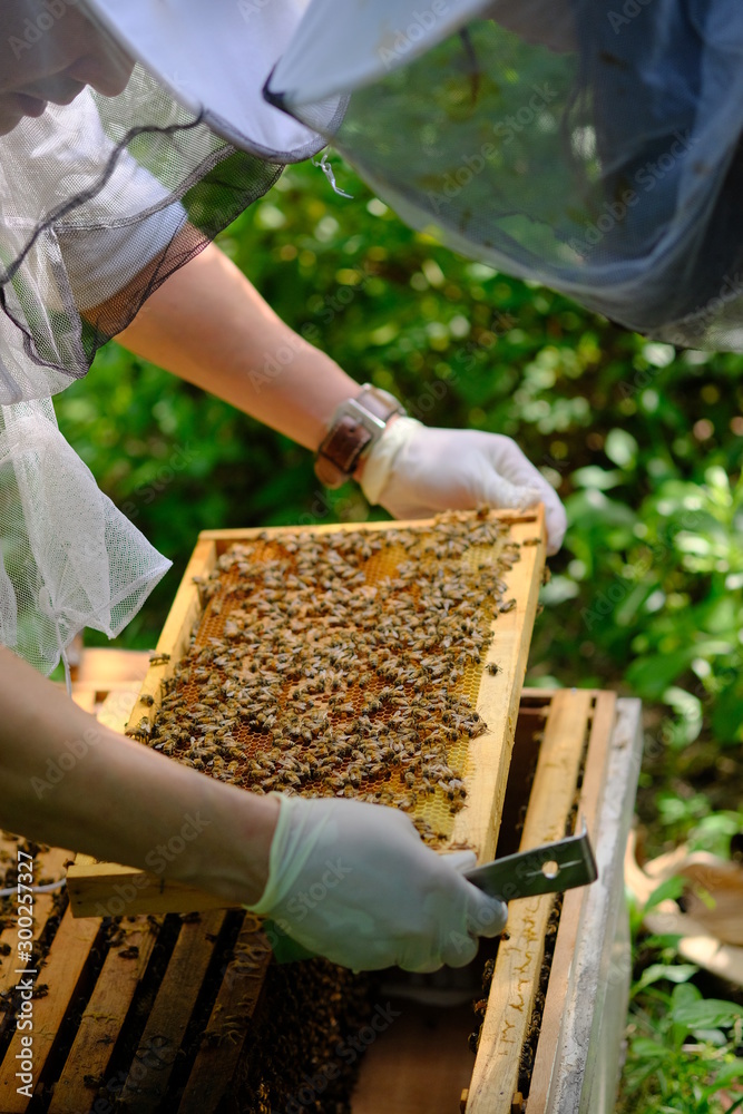 蜂窝里有蜜蜂和蜂蜜。一个人手里拿着一个巨大的蜂窝，上面有很多蜜蜂。蜜蜂