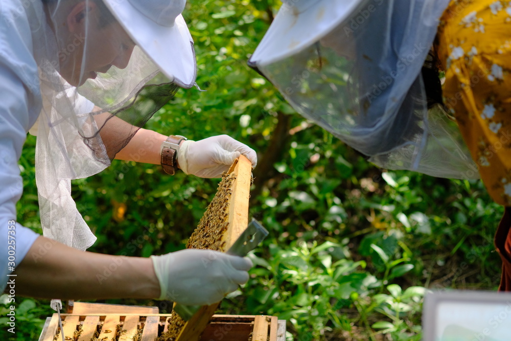 Honeycomb with bees and honey. Man holding huge honeycomb in his hand with a lot of bees on it. Beek
