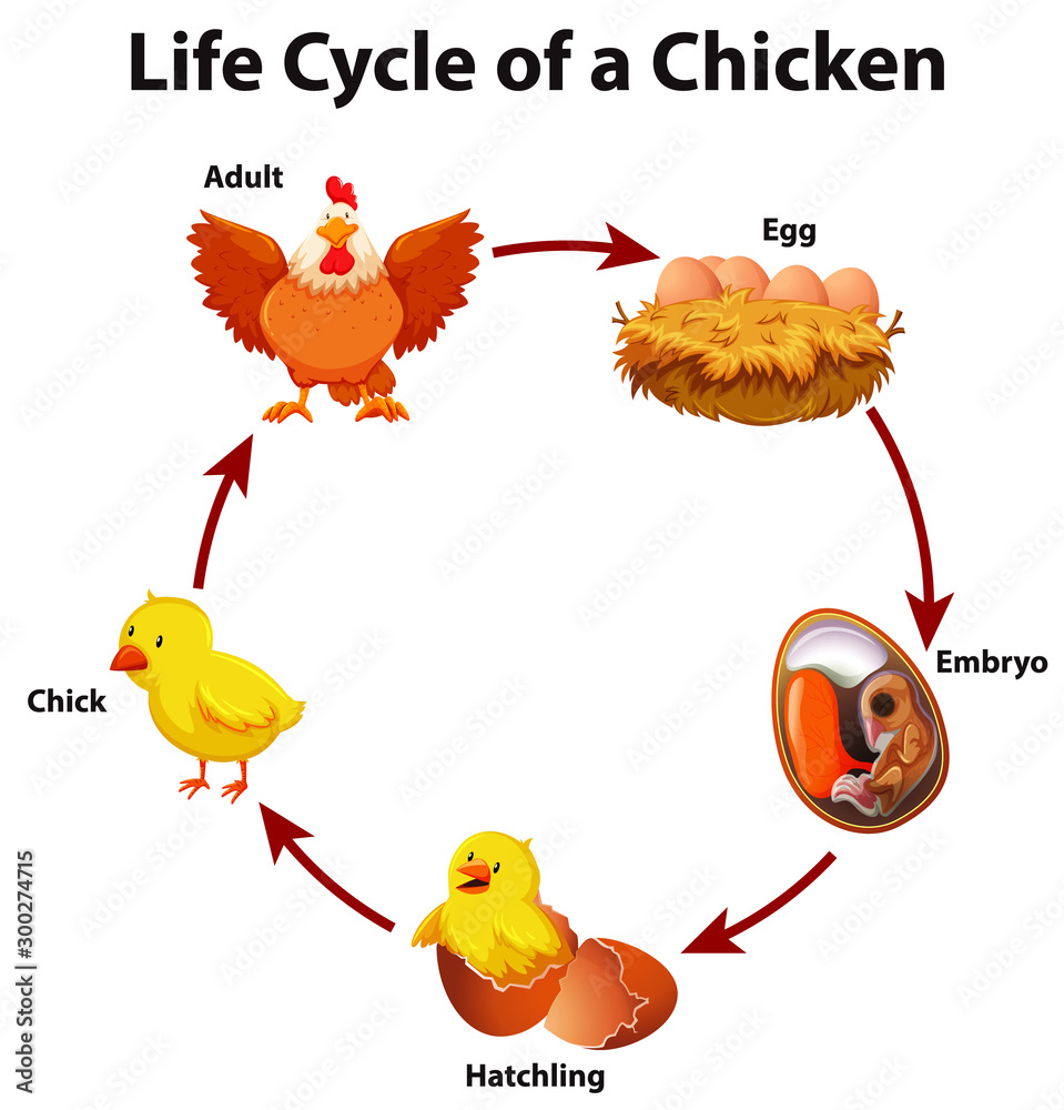 鸡的生命周期示意图