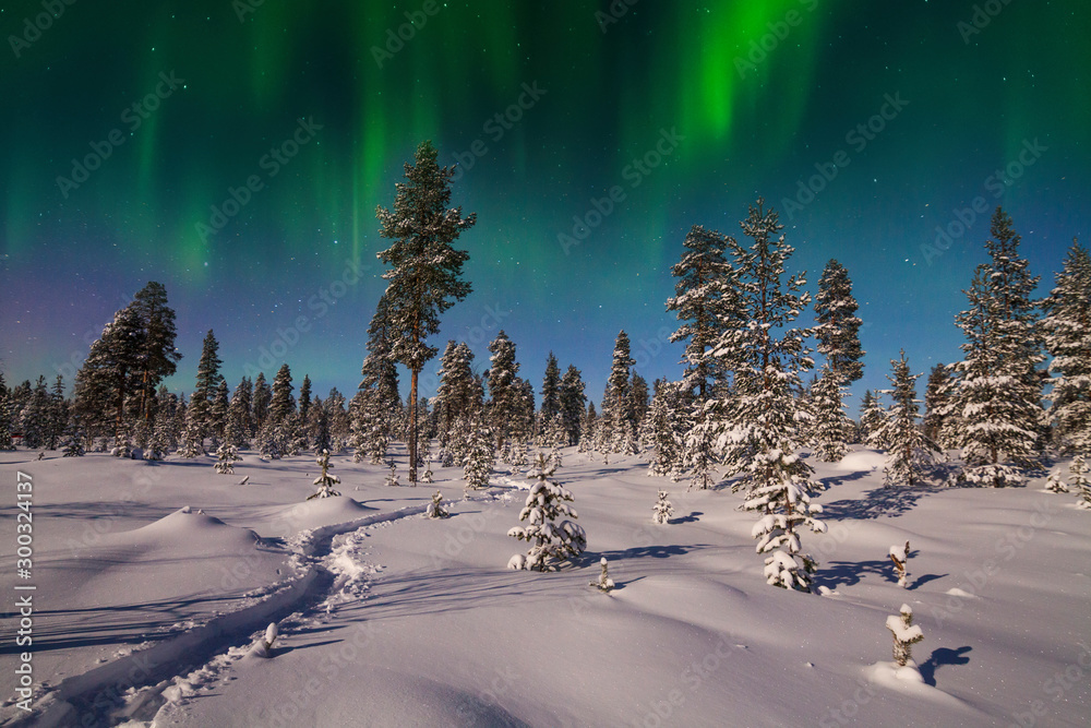 夜晚北极光下的冬季森林。芬兰。