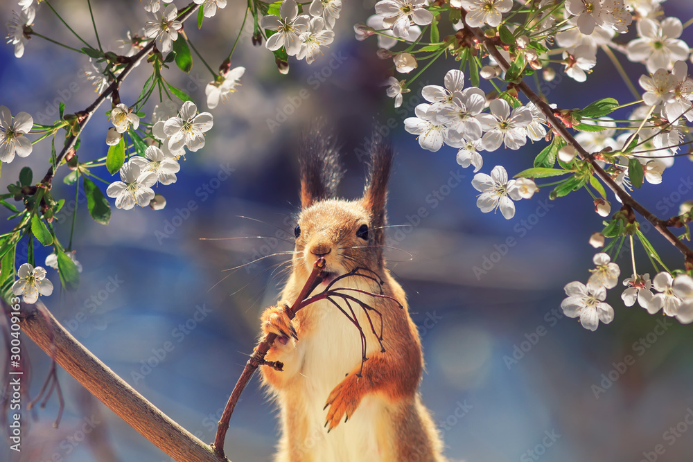 portrait animal funny cute redhead squirrel stands on tree blooming white cherry buds in may Sunny g