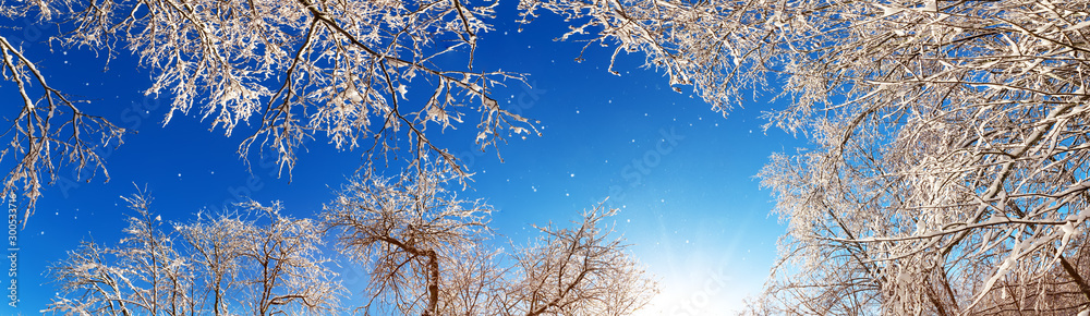 蓝天背景下被雪覆盖的树枝