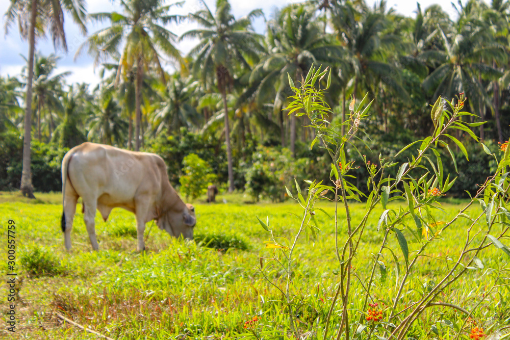 菲律宾巴拉望岛奶牛吃草