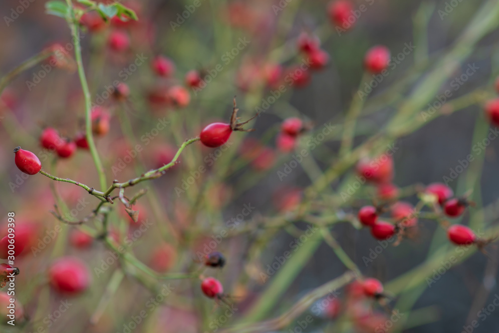 成熟的红色浆果玫瑰果在树枝上