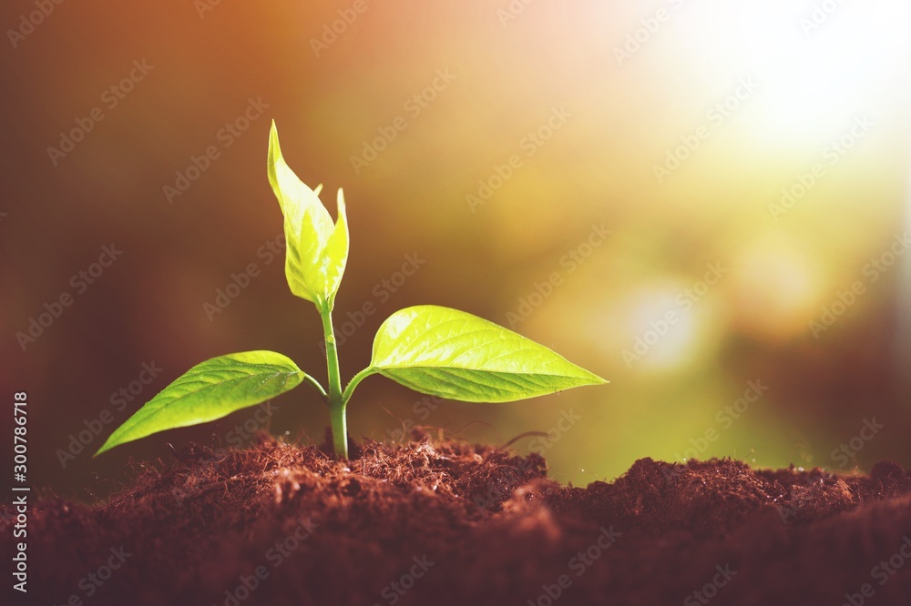 土壤中新生命绿色植物的生长