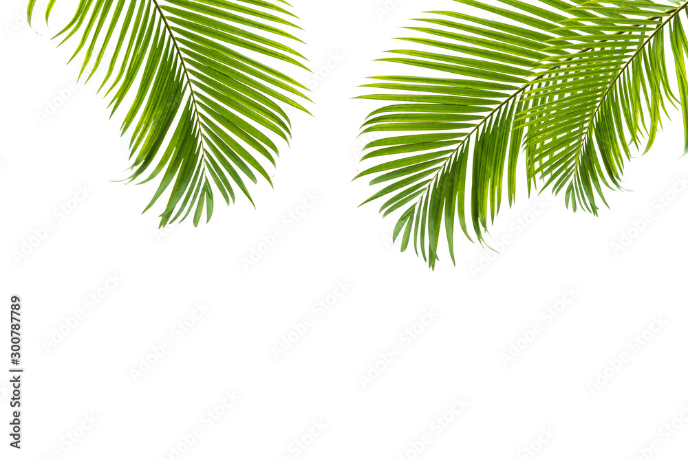 概念纹理叶子抽象的绿色自然背景热带叶子椰子隔离在白色ba上