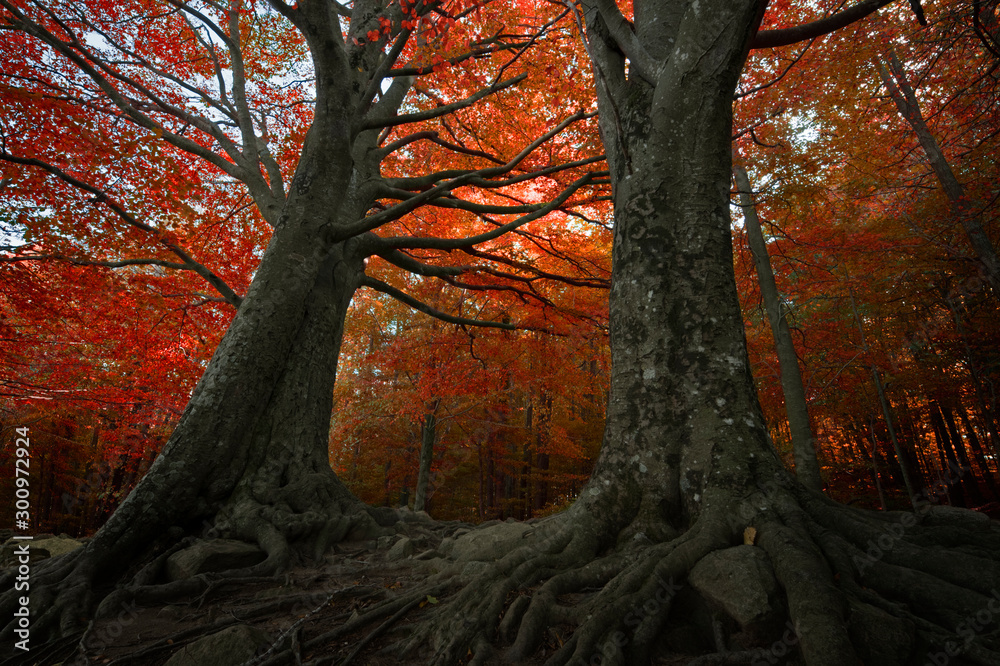 秋天的雨林树木