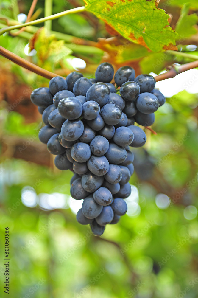 葡萄园里的葡萄成熟了