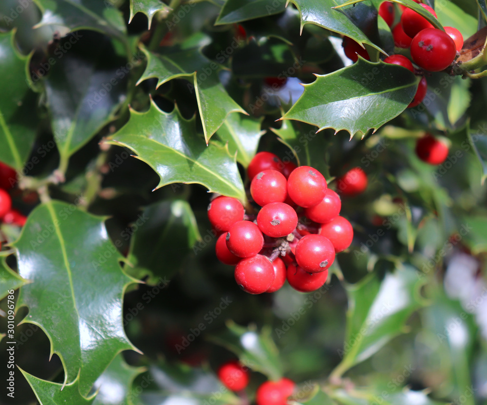 欧洲圣诞节的象征。年冬青树上美丽的红色浆果和锋利的叶子的特写