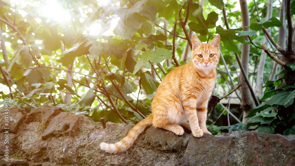 野生红猫坐在石头上看着镜头，复制空间