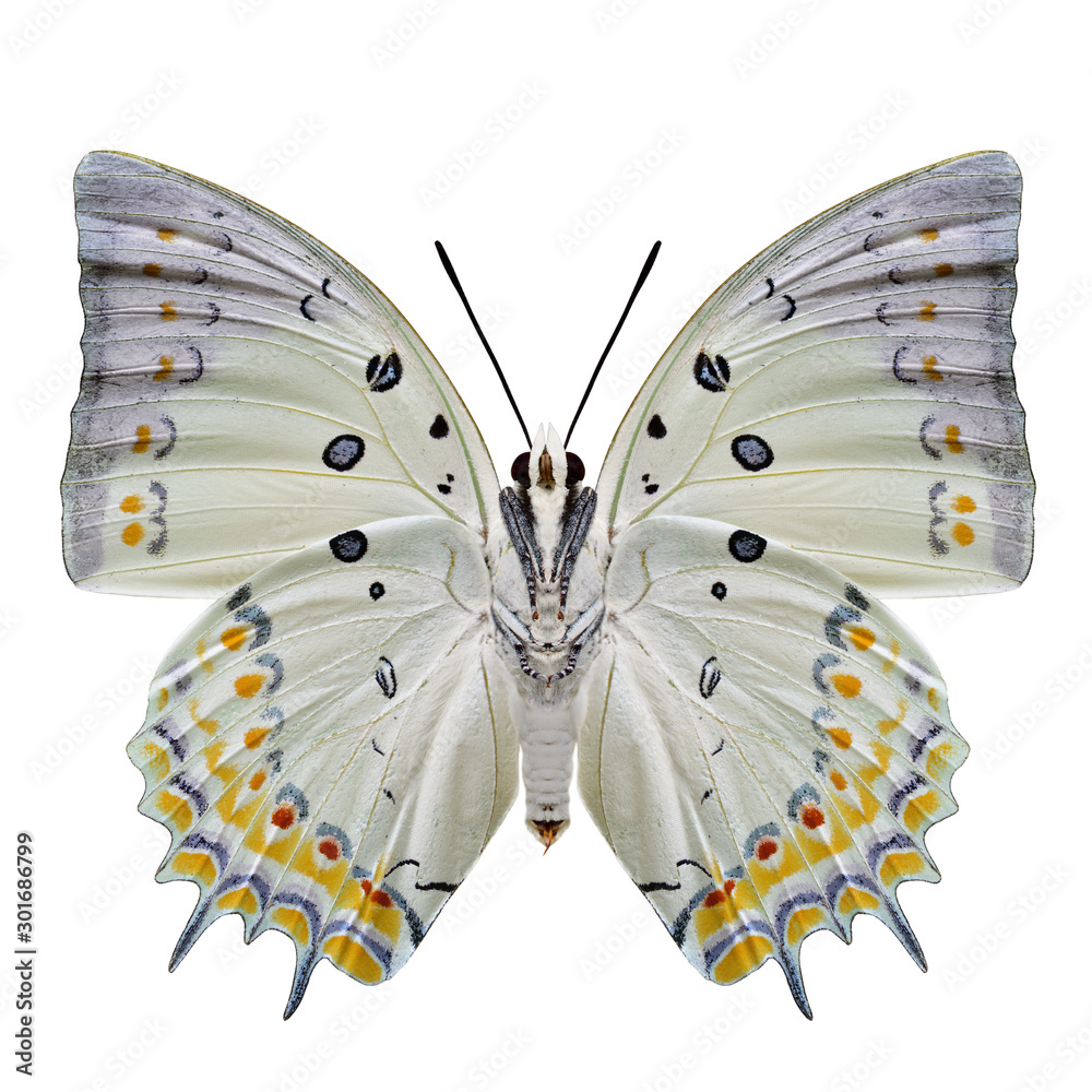 珠宝纳瓦布（Polyura delphis）美丽的浅绿色蝴蝶，有黑色和橙色的钻石斑点
