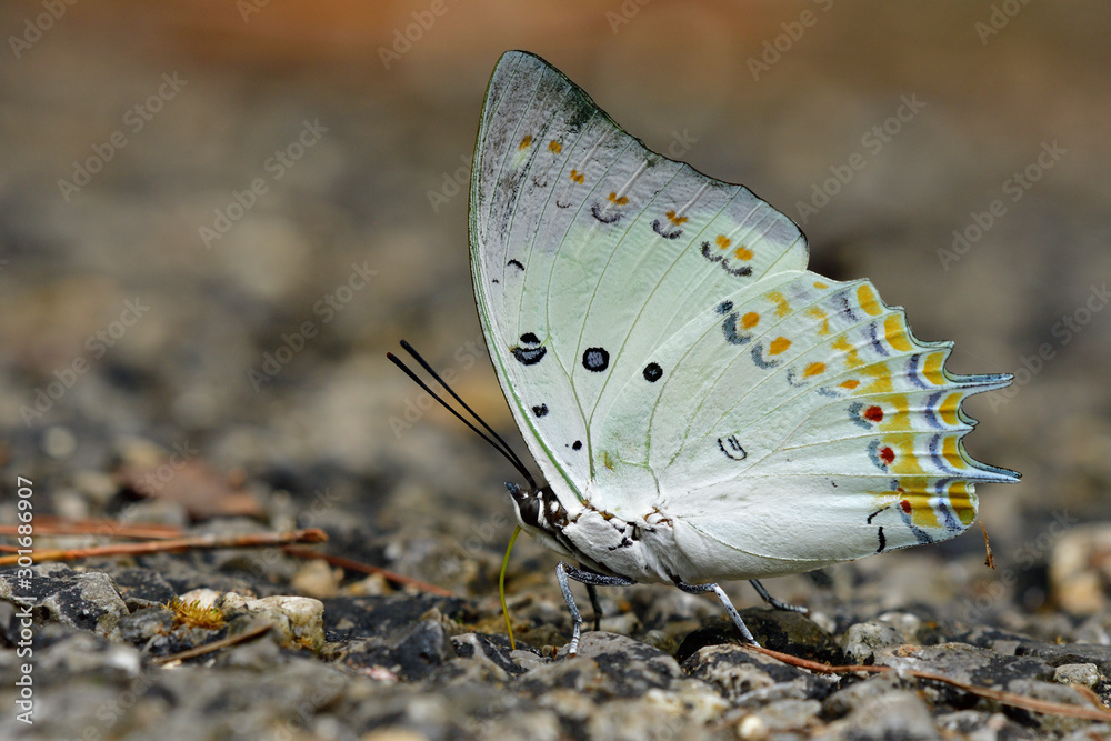 珠宝纳瓦布（Polyura delphis）精致的淡绿色蝴蝶，上面装饰着橙色的钻石斑点