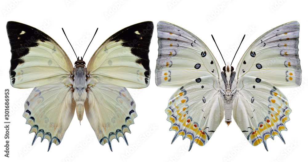 珠宝纳瓦布（Polyura delphis）美丽的淡绿色蝴蝶钻石，两侧翅膀上装饰着