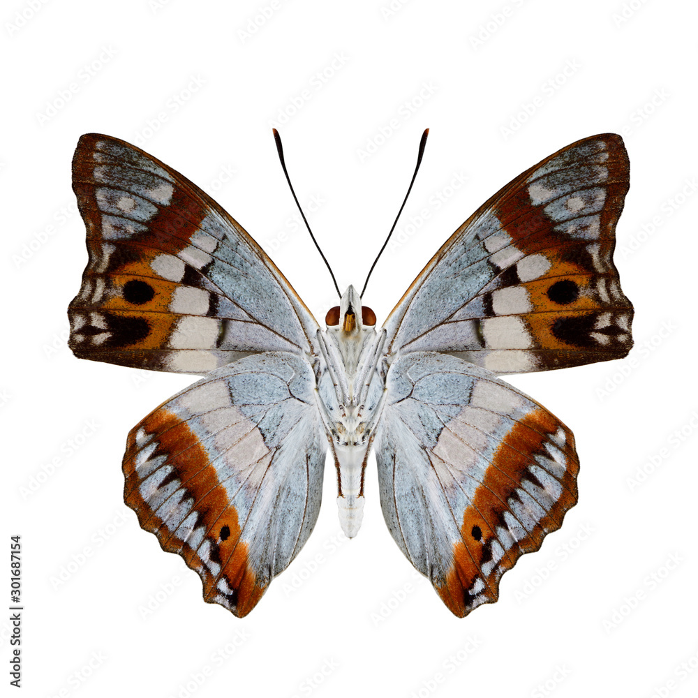 Mimathyma ambica（印度紫色皇帝）内衣部分，带有美丽的淡蓝色-白色orna色调