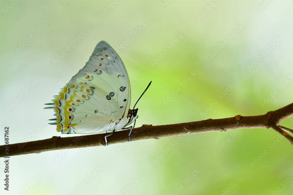 最受欢迎的美丽的白色蝴蝶，有橙色的钻石斑点，栖息在树枝上。