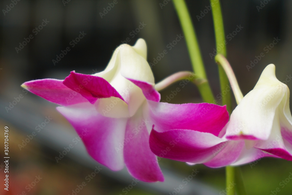 美丽的粉色兰花特写。石斛兰。粉色和白色兰花隔离在绿色的ba上