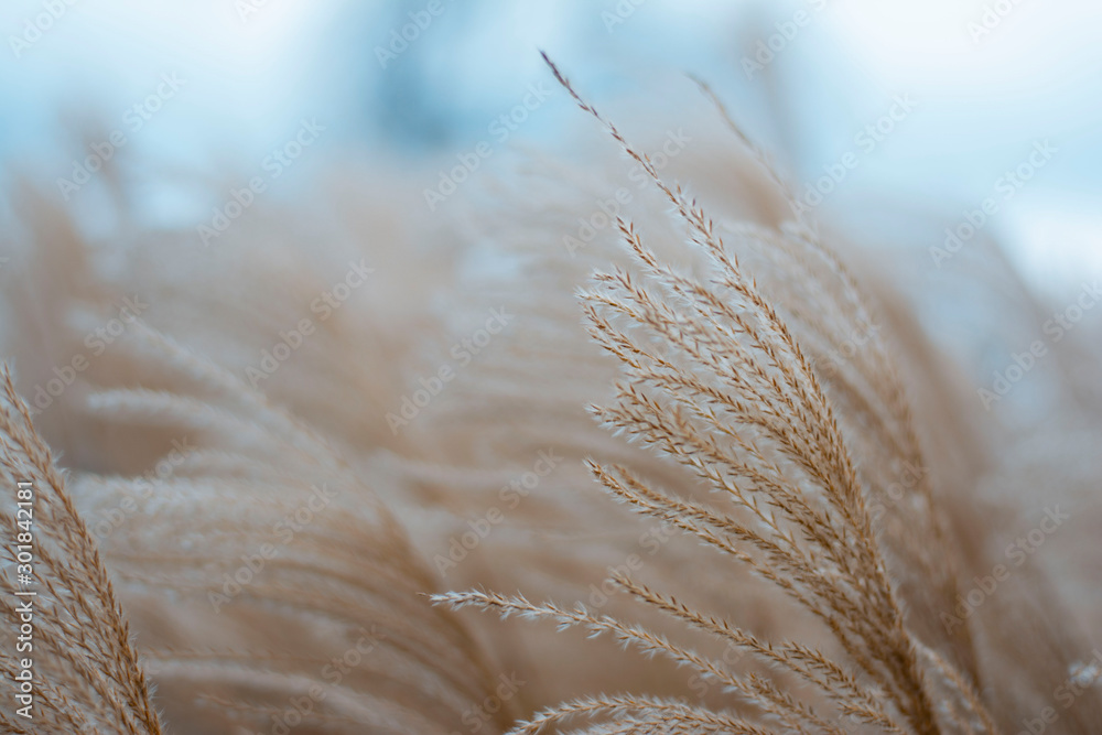 Dry bent grass close up. Soft focus, blur and bokeh background. Shallow depth of field