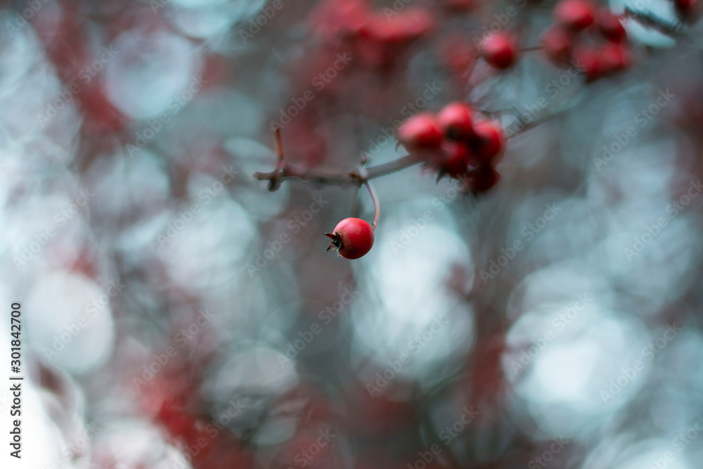红色浆果特写。柔和的焦点，散焦和模糊。秋天的森林捕捉