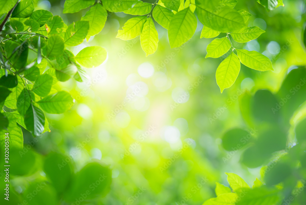 Green leaf on blurred nature background with beautiful bokeh and copy space for text.