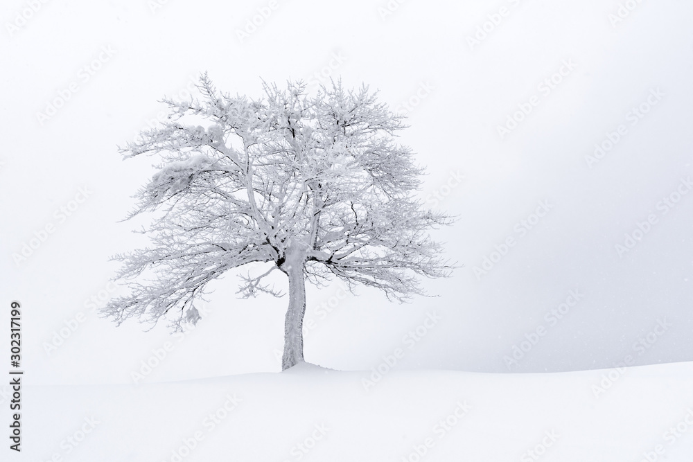 冬季田野里一棵孤独的白雪树，令人惊叹。多云多雾中的极简主义场景