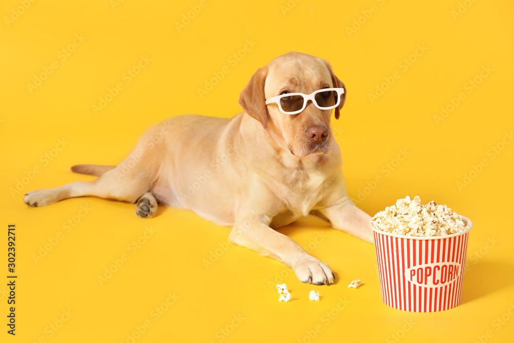 可爱的小狗，带着一桶爆米花和彩色背景的3d眼镜