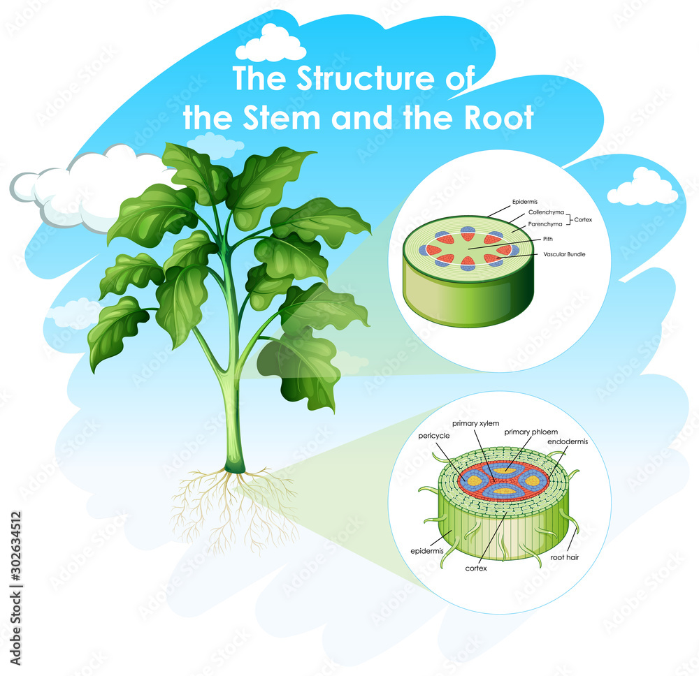 显示茎和根结构的图表