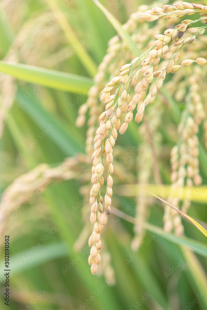 亚洲日落时分，黄色的稻田摇曳。生的短粒水稻秸秆，穗长