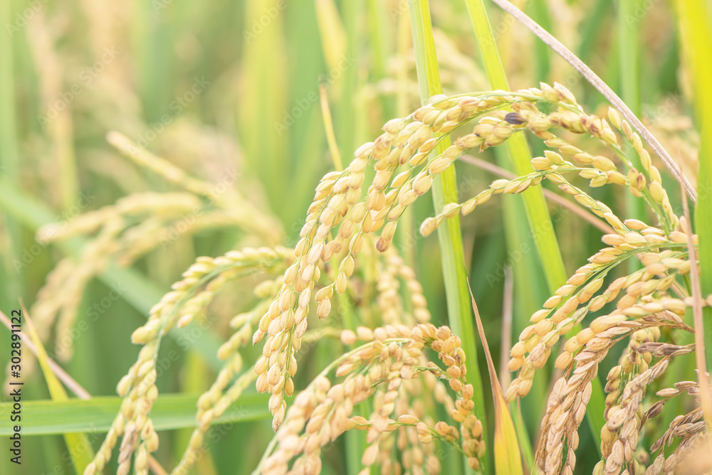 亚洲日落时分，黄色的稻田摇曳。生的短粒水稻作物秸秆，穗粗