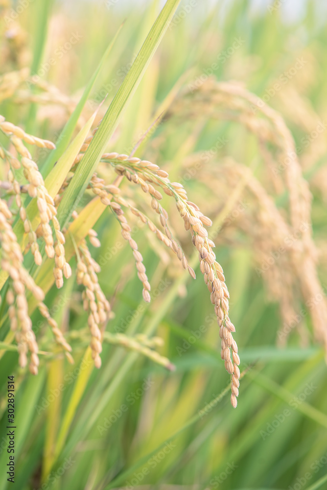 亚洲日落时分，黄色的稻田摇曳。生的短粒水稻作物秸秆，穗粗